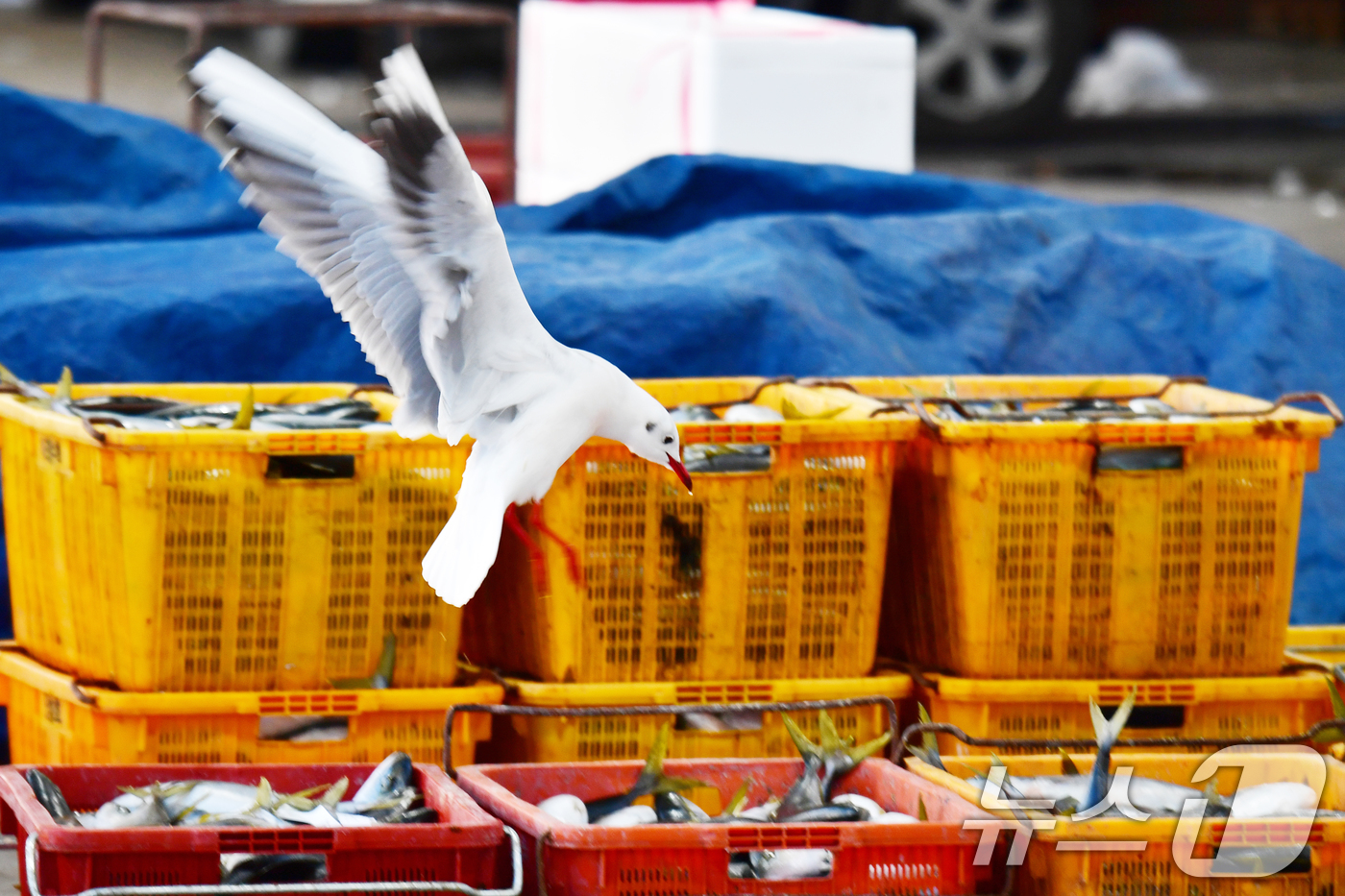 (포항=뉴스1) 최창호 기자 = 14일 경북 포항시 북구 죽도어시장 위판장에서 붉은부리갈매기가 상인들이 정리해 놓은 생선을 훔치기 위해 날아오고 있다.  2026.1.14/뉴스1
