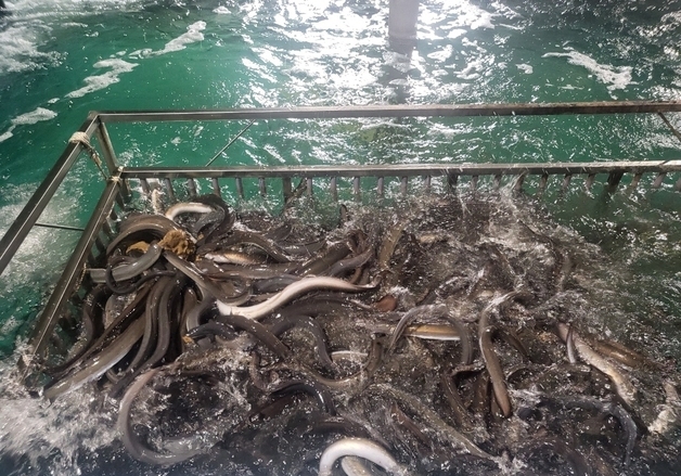 "수입산을 국내산으로"…해수부, 15일부터 한 달간 민물장어 원산지표시 단속