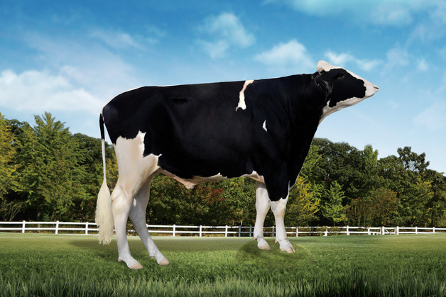 농진청, 2025년 하반기 젖소 한국형 보증 씨수소 3마리 선발