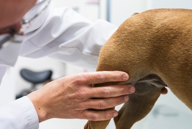 산책 중 다리 들고 걷던 강아지, 고관절 보존 수술 받고 회복
