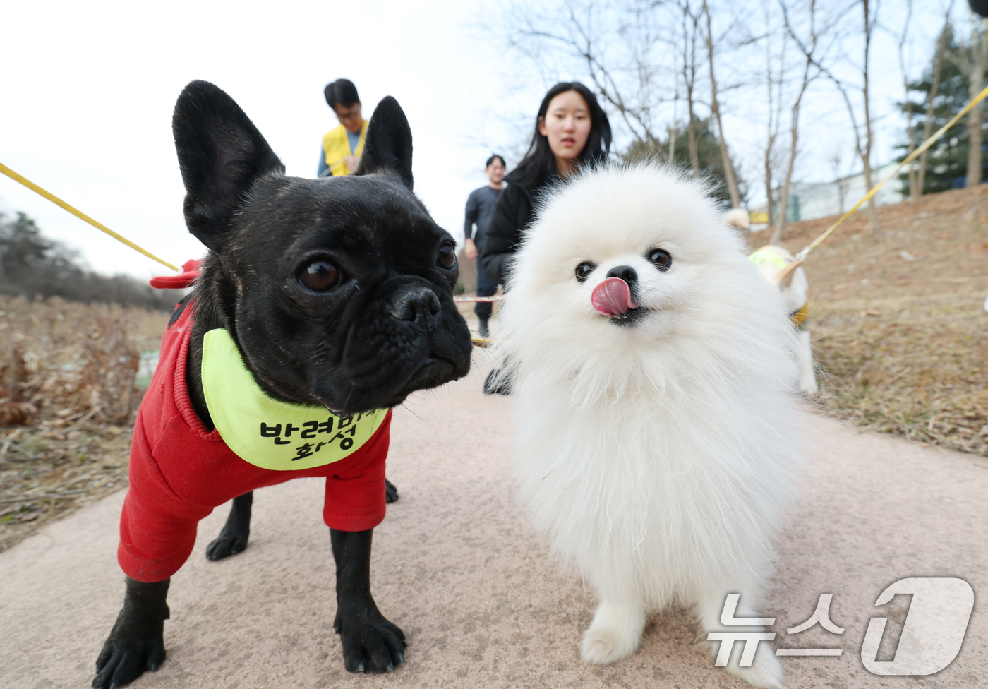 (화성=뉴스1) 김영운 기자 = 14일 경기 화성시 마도면 반려마루 화성에서 청소년 자원봉사자들이 방학을 맞아 보호동물과 교감활동을 하고 있다.반려마루 화성은 연간 6000여명이 …
