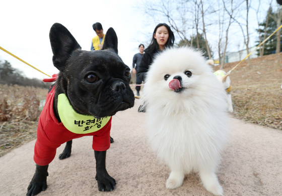 광주시, 설 연휴 반려동물 응급진료 12개소 운영