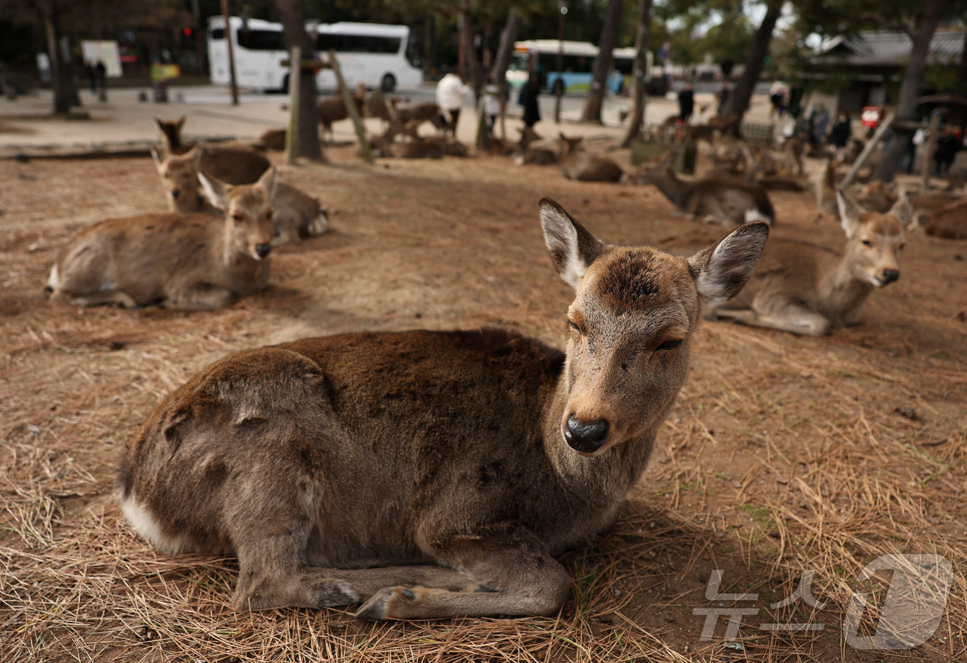 (나라 로이터=뉴스1) 권영미 기자 = 14일 일본 서부 나라시에 위치한 나라 공원에서 야생 사슴들이 휴식을 취하고 있다.2026.01.14.ⓒ 로이터=뉴스1