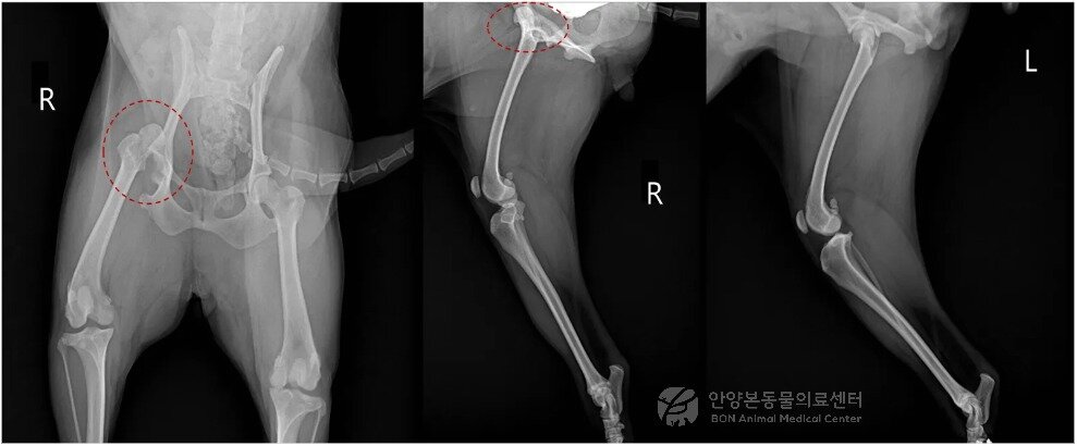 본문 이미지 - 고관절 탈구가 롹인된 반려견의 엑스레이(본동물의료센터 제공) ⓒ 뉴스1