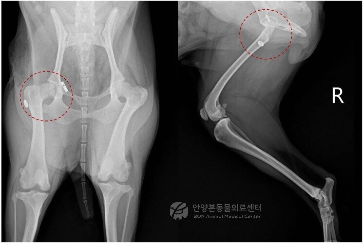 본문 이미지 - 수술 후 방사선 검사 결과(본동물의료센터 제공) ⓒ 뉴스1