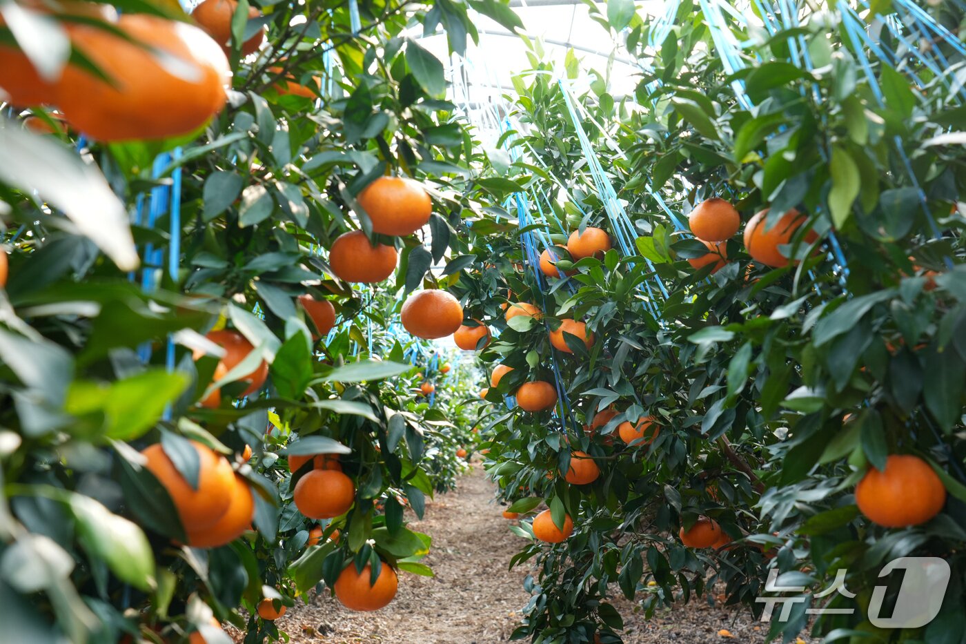 본문 이미지 - 만감류 농가(제주도 제공. 재판매 및 DB금지)/뉴스1