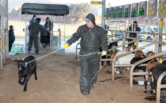 예천가축시장, 2026년 첫 염소 경매 열기…농가 소득 기대