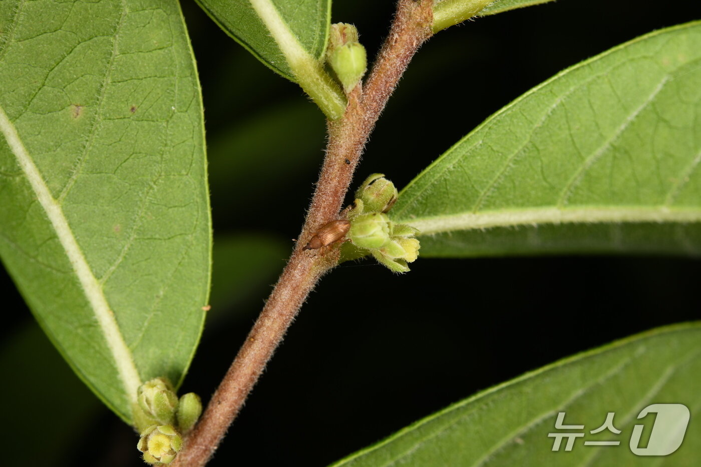 본문 이미지 - 담갈색조도만두바구미(산림청 국립수목원 제공.재판매 및 DB금지)/뉴스1 