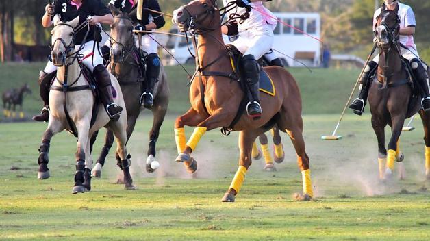 경북 경주에 국내 첫 '대중형 폴로파크' 2030년까지 조성