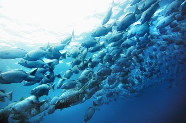 국가관할권 미치지 않는 바다 생물다양성 보호…국제 협약 17일 발효