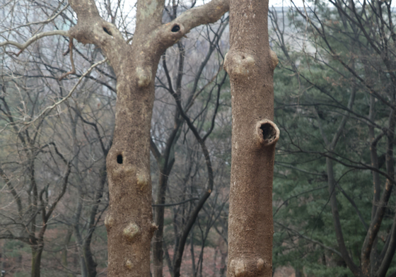 환경보건시민센터 '경희궁 벌목 중단하라'