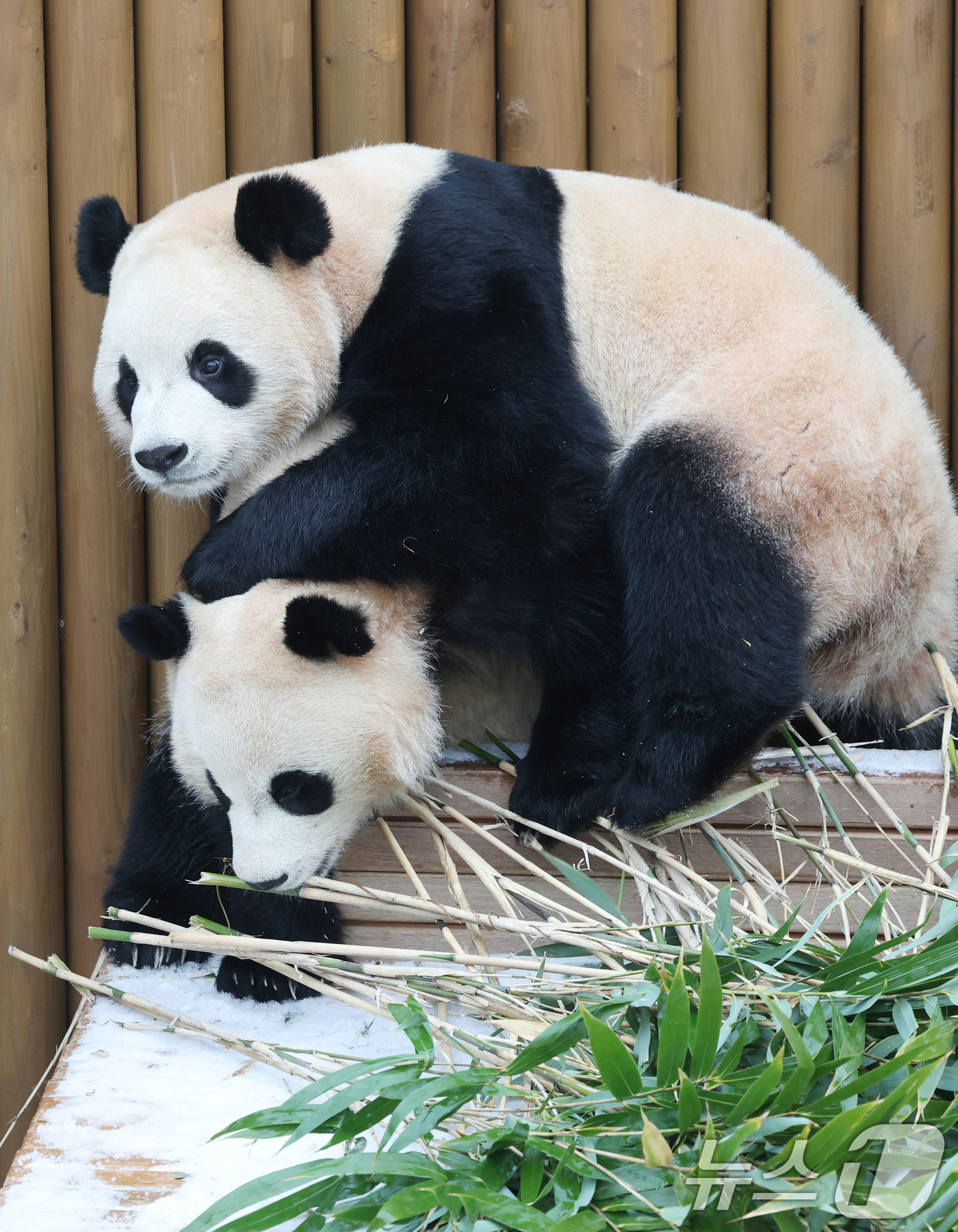(용인=뉴스1) 김영운 기자 = 15일 경기 용인시 처인구 에버랜드 판다 세컨하우스에서 쌍둥이 판다가 하얗게 눈이 쌓인 야외 공간에서 먹이를 먹고 있다. 2026.1.15/뉴스1