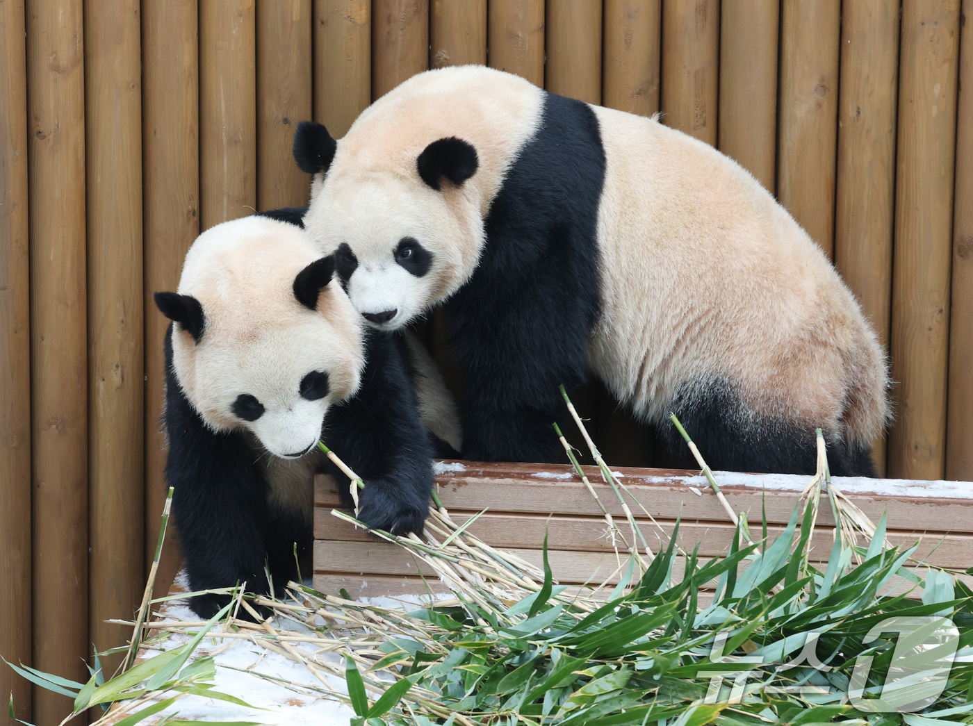 (용인=뉴스1) 김영운 기자 = 15일 경기 용인시 처인구 에버랜드 판다 세컨하우스에서 쌍둥이 판다가 하얗게 눈이 쌓인 야외 공간에서 먹이를 먹고 있다. 2026.1.15/뉴스1