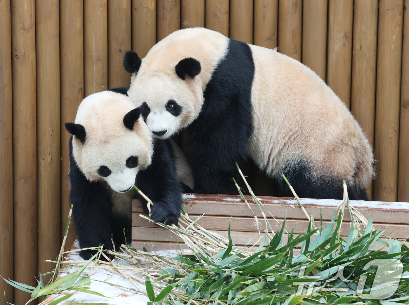 본문 이미지 - 15일 경기 용인시 처인구 에버랜드 판다 세컨하우스에서 쌍둥이 판다가 하얗게 눈이 쌓인 야외 공간에서 먹이를 먹고 있다. 2026.1.15/뉴스1 ⓒ News1 김영운 기자