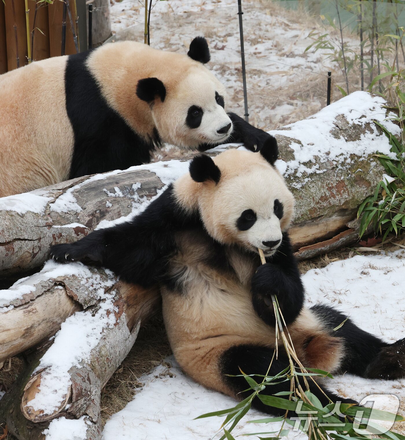 본문 이미지 - 15일 경기 용인시 처인구 에버랜드 판다 세컨하우스에서 쌍둥이 판다가 하얗게 눈이 쌓인 야외 공간에서 먹이를 먹고 있다. 2026.1.15/뉴스1 ⓒ News1 김영운 기자