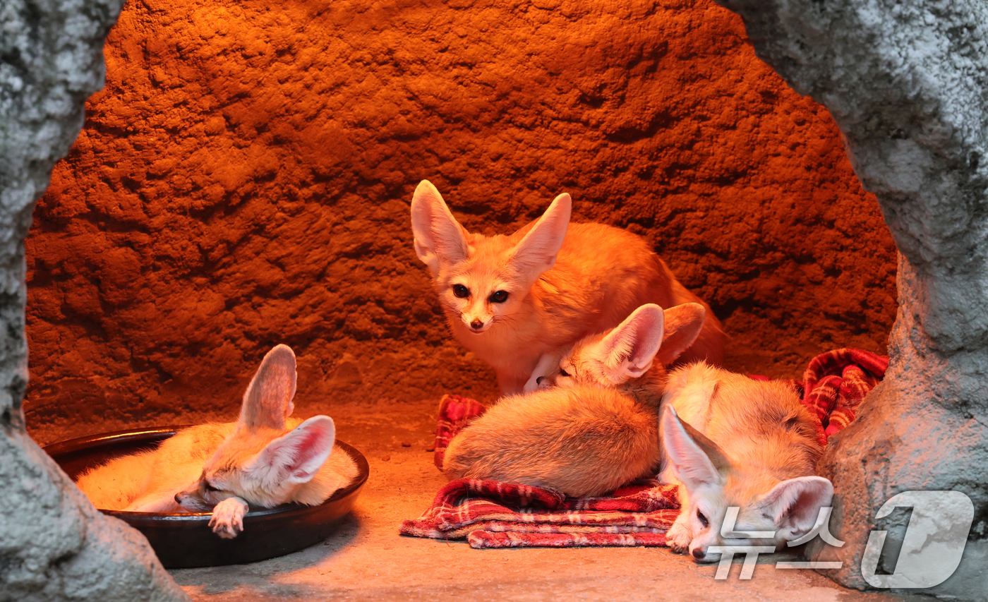 (용인=뉴스1) 김영운 기자 = 15일 경기 용인시 처인구 에버랜드에서 사막여우가 열등 아래서 따뜻하게 몸을 녹이고 있다. 2026.1.15/뉴스1