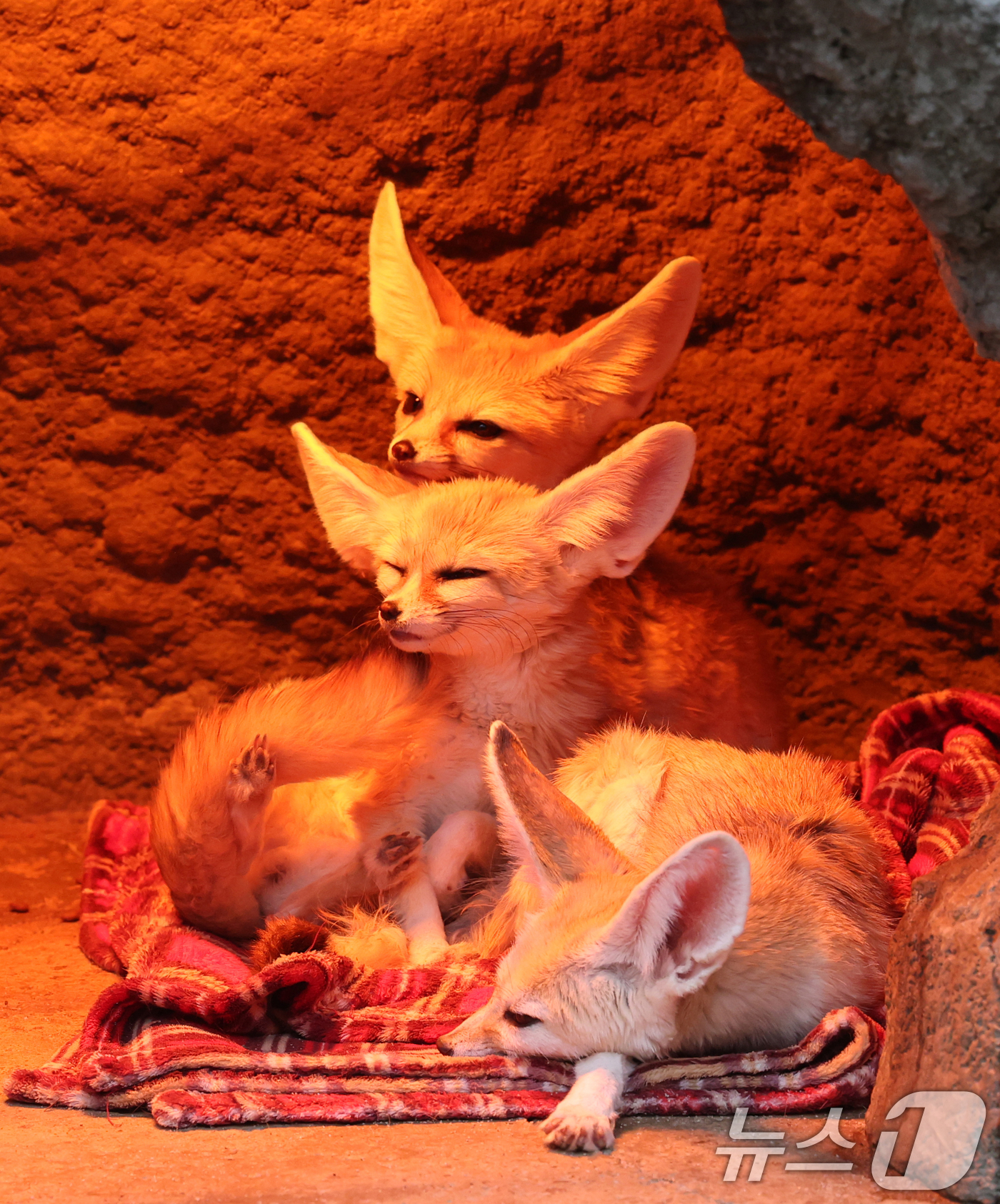 (용인=뉴스1) 김영운 기자 = 15일 경기 용인시 처인구 에버랜드에서 사막여우가 열등 아래서 따뜻하게 몸을 녹이고 있다. 2026.1.15/뉴스1