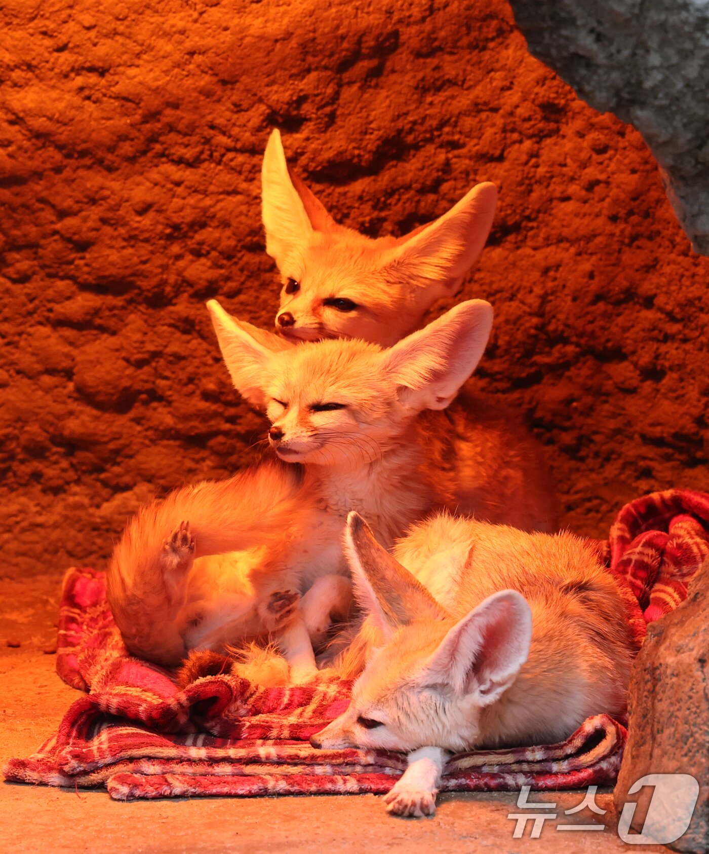 본문 이미지 - 15일 경기 용인시 처인구 에버랜드에서 사막여우가 열등 아래서 따뜻하게 몸을 녹이고 있다. 2026.1.15/뉴스1 ⓒ News1 김영운 기자