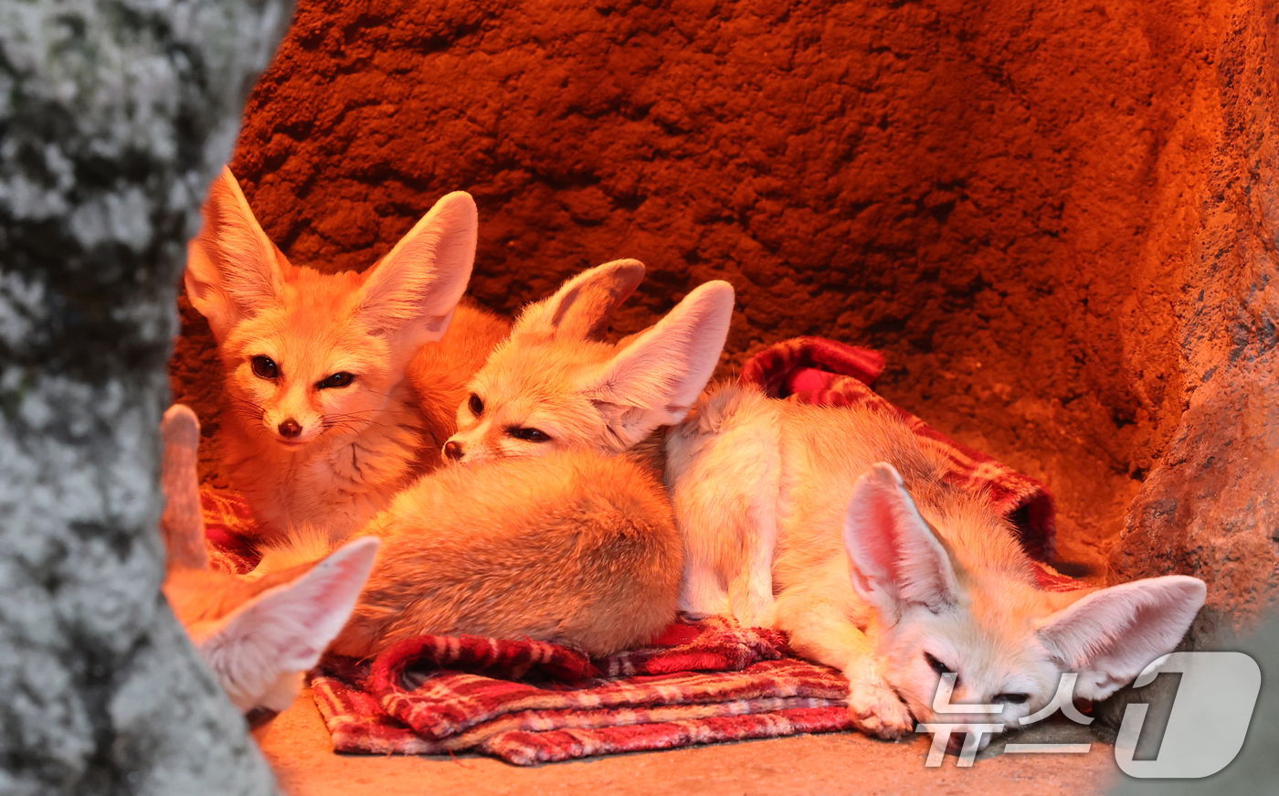 (용인=뉴스1) 김영운 기자 = 15일 경기 용인시 처인구 에버랜드에서 사막여우가 열등 아래서 따뜻하게 몸을 녹이고 있다. 2026.1.15/뉴스1