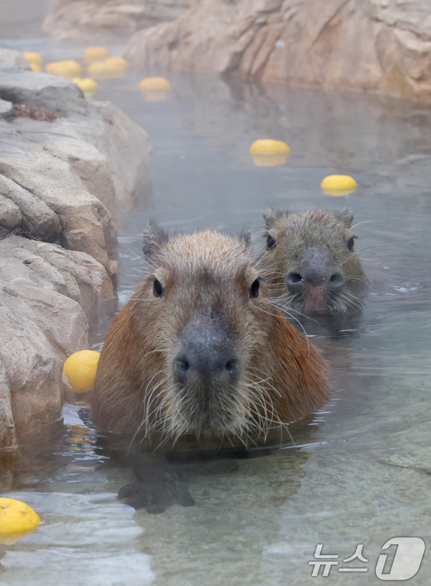 (용인=뉴스1) 김영운 기자 = 15일 경기 용인시 처인구 에버랜드에서 카피바라들이 김이 모락모락 피어오르는 온천에 몸을 담근 채 따뜻하게 온천욕을 즐기며 겨울을 나고 있다. 20 …