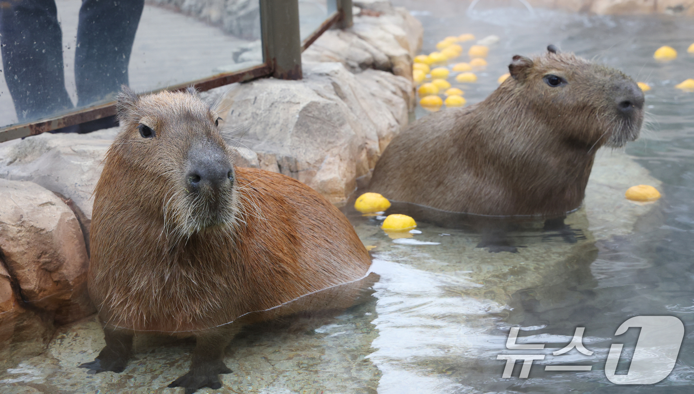 (용인=뉴스1) 김영운 기자 = 15일 경기 용인시 처인구 에버랜드에서 카피바라들이 김이 모락모락 피어오르는 온천에 몸을 담근 채 따뜻하게 온천욕을 즐기며 겨울을 나고 있다. 20 …