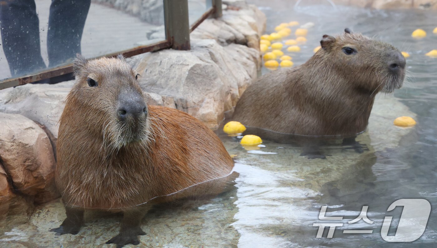 본문 이미지 - 15일 경기 용인시 처인구 에버랜드에서 카피바라들이 김이 모락모락 피어오르는 온천에 몸을 담근 채 따뜻하게 온천욕을 즐기며 겨울을 나고 있다. 2026.1.15/뉴스1 ⓒ News1 김영운 기자