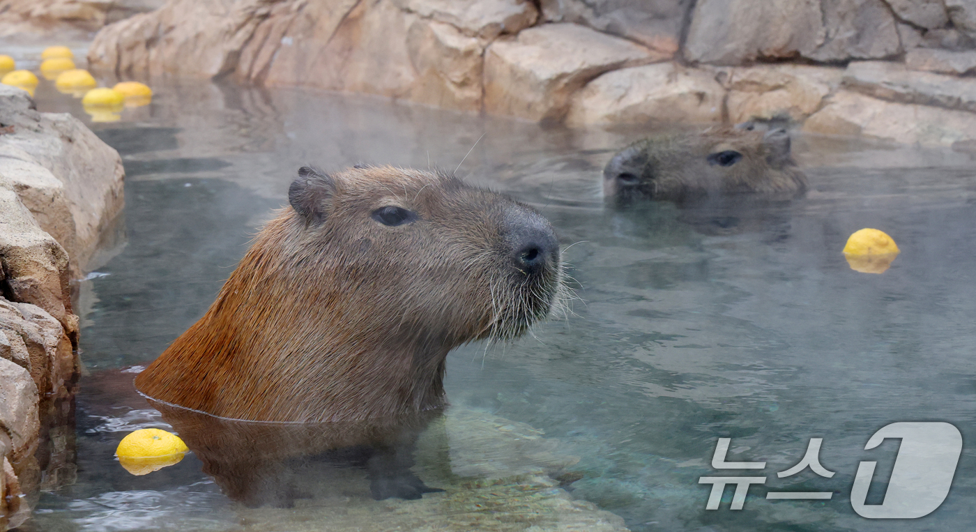 (용인=뉴스1) 김영운 기자 = 15일 경기 용인시 처인구 에버랜드에서 카피바라들이 김이 모락모락 피어오르는 온천에 몸을 담근 채 따뜻하게 온천욕을 즐기며 겨울을 나고 있다. 20 …