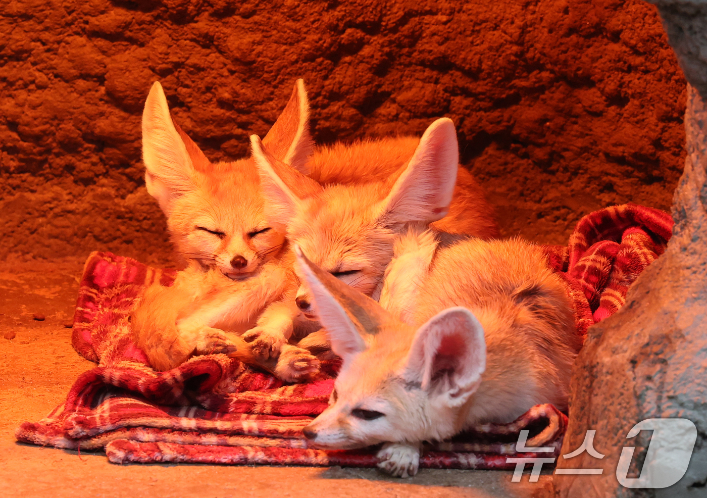 (용인=뉴스1) 김영운 기자 = 15일 경기 용인시 처인구 에버랜드에서 사막여우가 열등 아래서 따뜻하게 몸을 녹이고 있다. 2026.1.15/뉴스1