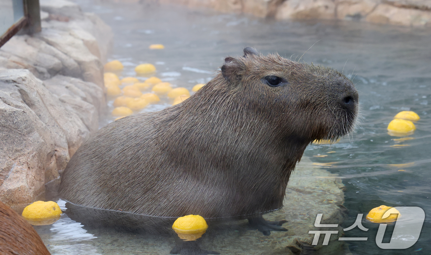 (용인=뉴스1) 김영운 기자 = 15일 경기 용인시 처인구 에버랜드에서 카피바라들이 김이 모락모락 피어오르는 온천에 몸을 담근 채 따뜻하게 온천욕을 즐기며 겨울을 나고 있다. 20 …