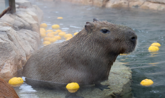 향긋한 유자 향기 맡으며 반신욕 즐겨요
