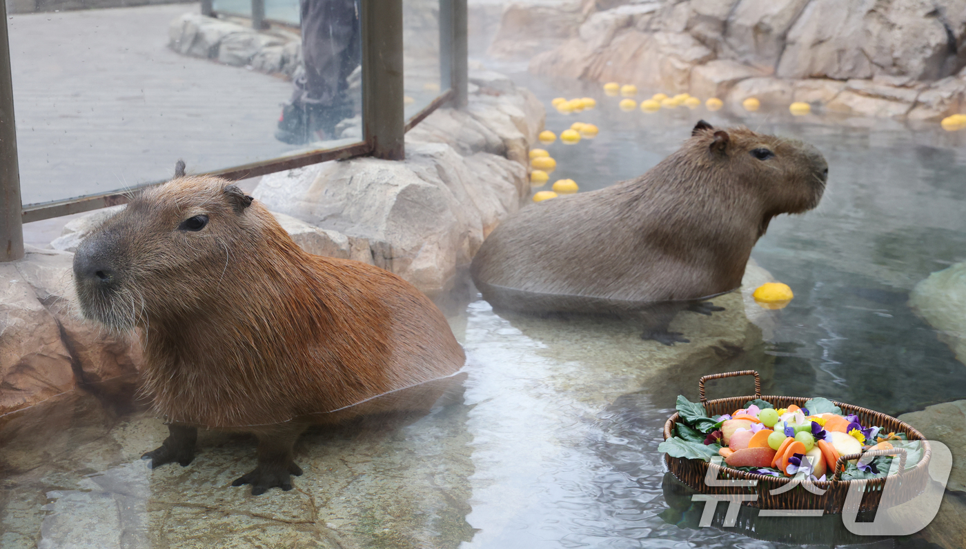 (용인=뉴스1) 김영운 기자 = 15일 경기 용인시 처인구 에버랜드에서 카피바라들이 김이 모락모락 피어오르는 온천에 몸을 담근 채 따뜻하게 온천욕을 즐기며 겨울을 나고 있다. 20 …