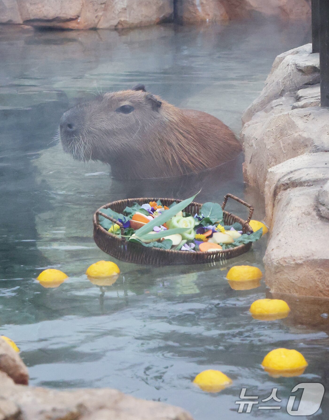 본문 이미지 - 15일 경기 용인시 처인구 에버랜드에서 카피바라들이 김이 모락모락 피어오르는 온천에 몸을 담근 채 따뜻하게 온천욕을 즐기며 겨울을 나고 있다. 2026.1.15/뉴스1 ⓒ News1 김영운 기자