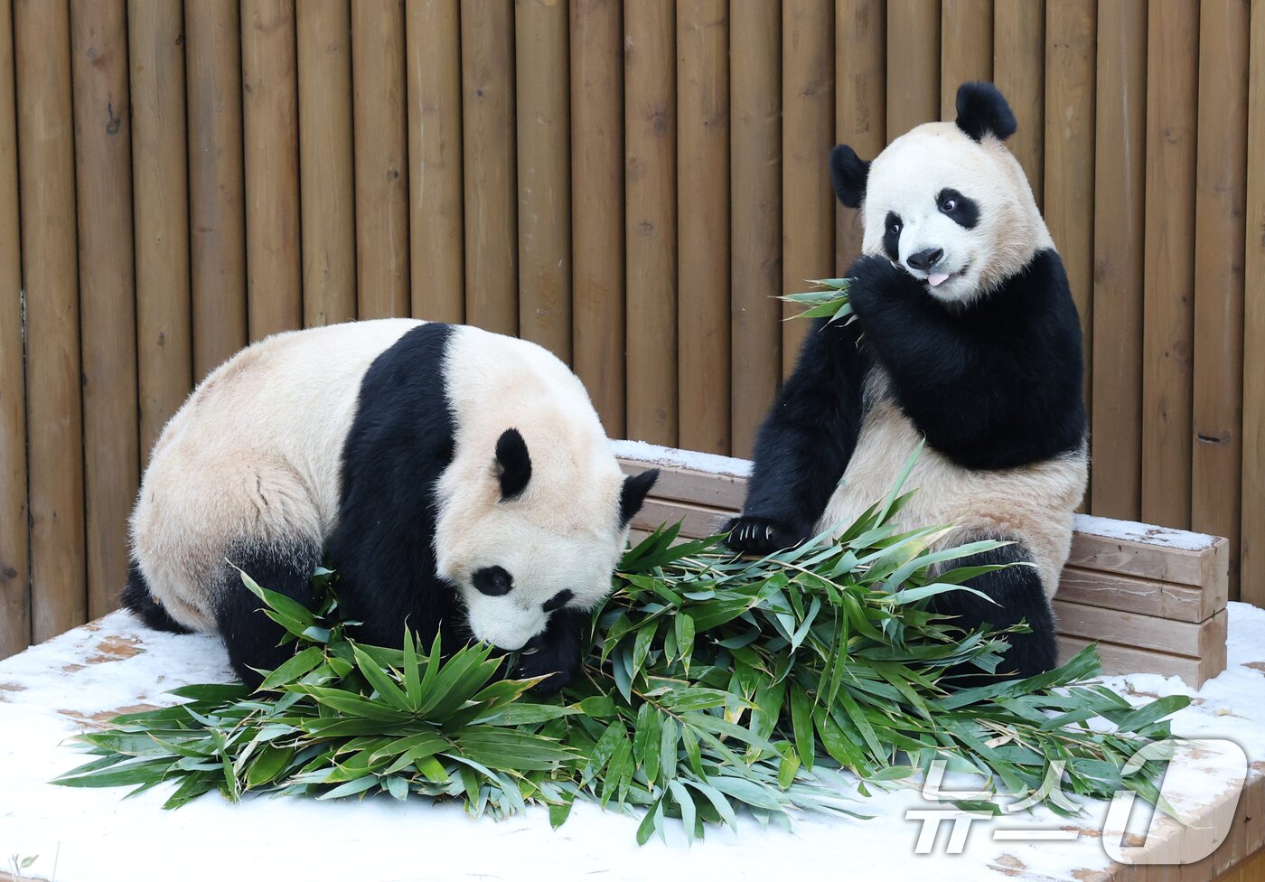 본문 이미지 - 15일 경기 용인시 처인구 에버랜드 판다 세컨하우스에서 쌍둥이 판다가 하얗게 눈이 쌓인 야외 공간에서 먹이를 먹고 있다. 2026.1.15/뉴스1 ⓒ News1 김영운 기자