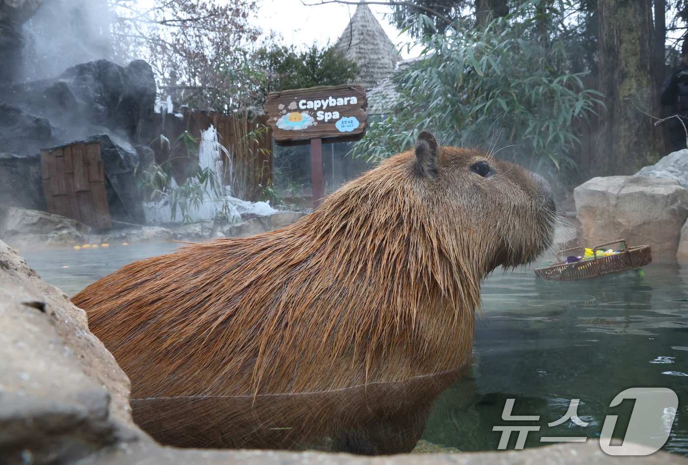 (용인=뉴스1) 김영운 기자 = 15일 경기 용인시 처인구 에버랜드에서 카피바라들이 김이 모락모락 피어오르는 온천에 몸을 담근 채 따뜻하게 온천욕을 즐기며 겨울을 나고 있다. 20 …