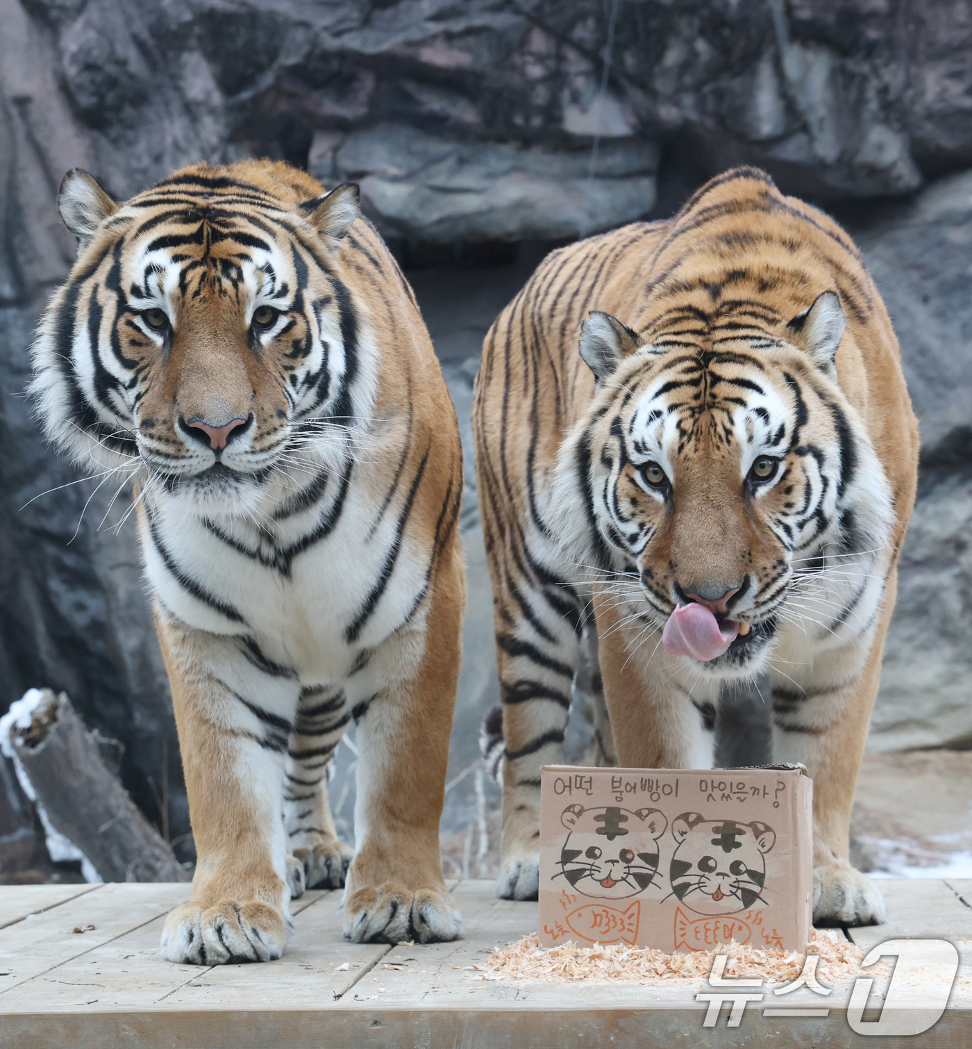 (용인=뉴스1) 김영운 기자 = 15일 경기 용인시 처인구 에버랜드 타이거 밸리에서 한국 호랑이 다운이와 나라가 인리치먼트(행동풍부화) 활동을 하고 있다. 2026.1.15/뉴스1 …