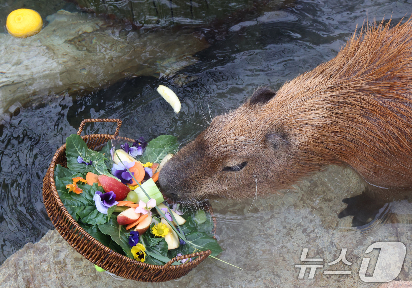 (용인=뉴스1) 김영운 기자 = 15일 경기 용인시 처인구 에버랜드에서 카피바라들이 김이 모락모락 피어오르는 온천에 몸을 담근 채 따뜻하게 온천욕을 즐기며 겨울을 나고 있다. 20 …