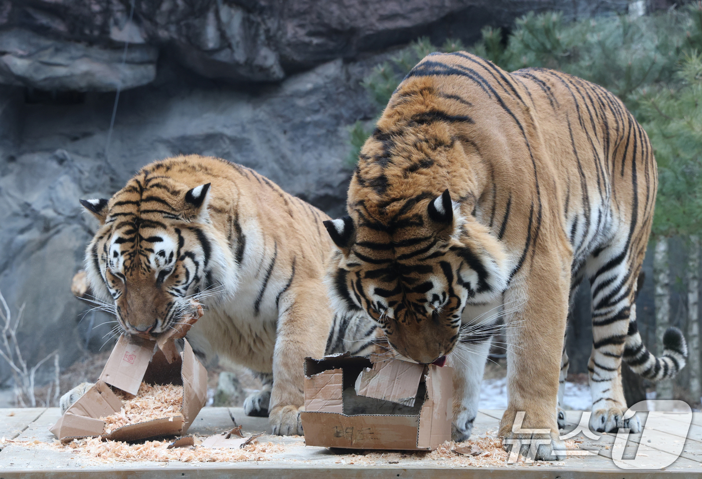 (용인=뉴스1) 김영운 기자 = 15일 경기 용인시 처인구 에버랜드 타이거 밸리에서 한국 호랑이 다운이와 나라가 인리치먼트(행동풍부화) 활동을 하고 있다. 2026.1.15/뉴스1 …
