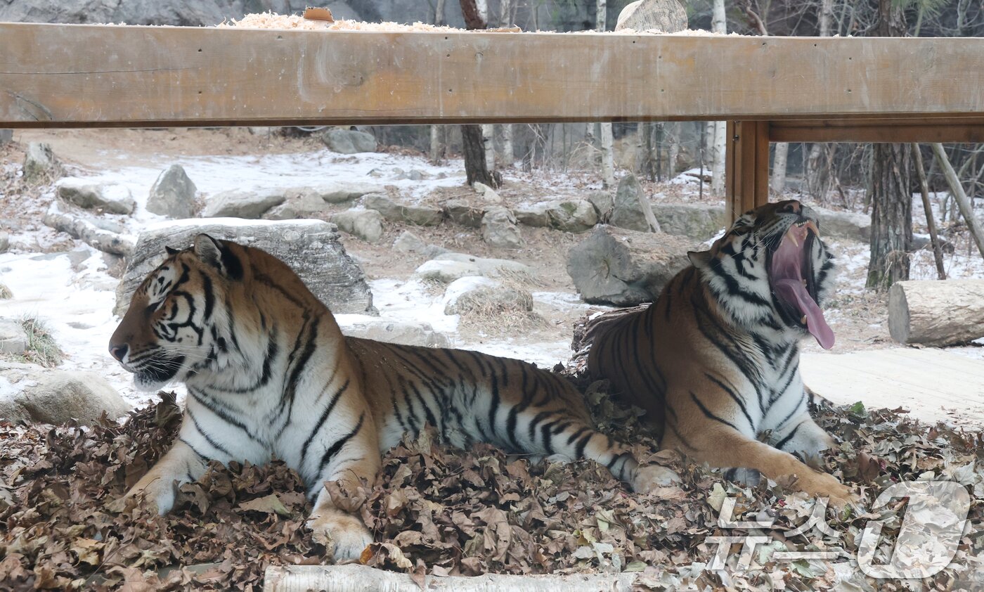 본문 이미지 - 15일 경기 용인시 처인구 에버랜드 타이거 밸리에서 한국 호랑이 다운이와 나라가 낙엽 위에 누워있다. 2026.1.15/뉴스1 ⓒ News1 김영운 기자
