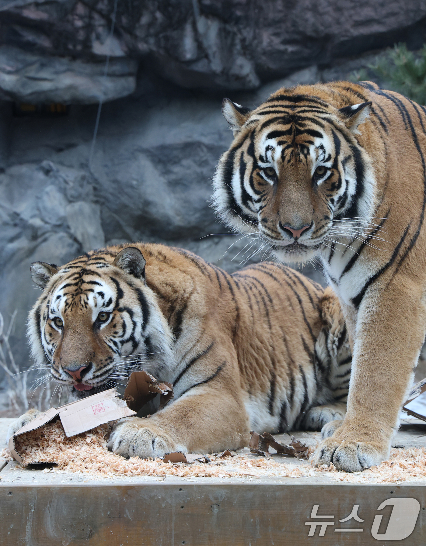 (용인=뉴스1) 김영운 기자 = 15일 경기 용인시 처인구 에버랜드 타이거 밸리에서 한국 호랑이 다운이와 나라가 인리치먼트(행동풍부화) 활동을 하고 있다. 2026.1.15/뉴스1 …
