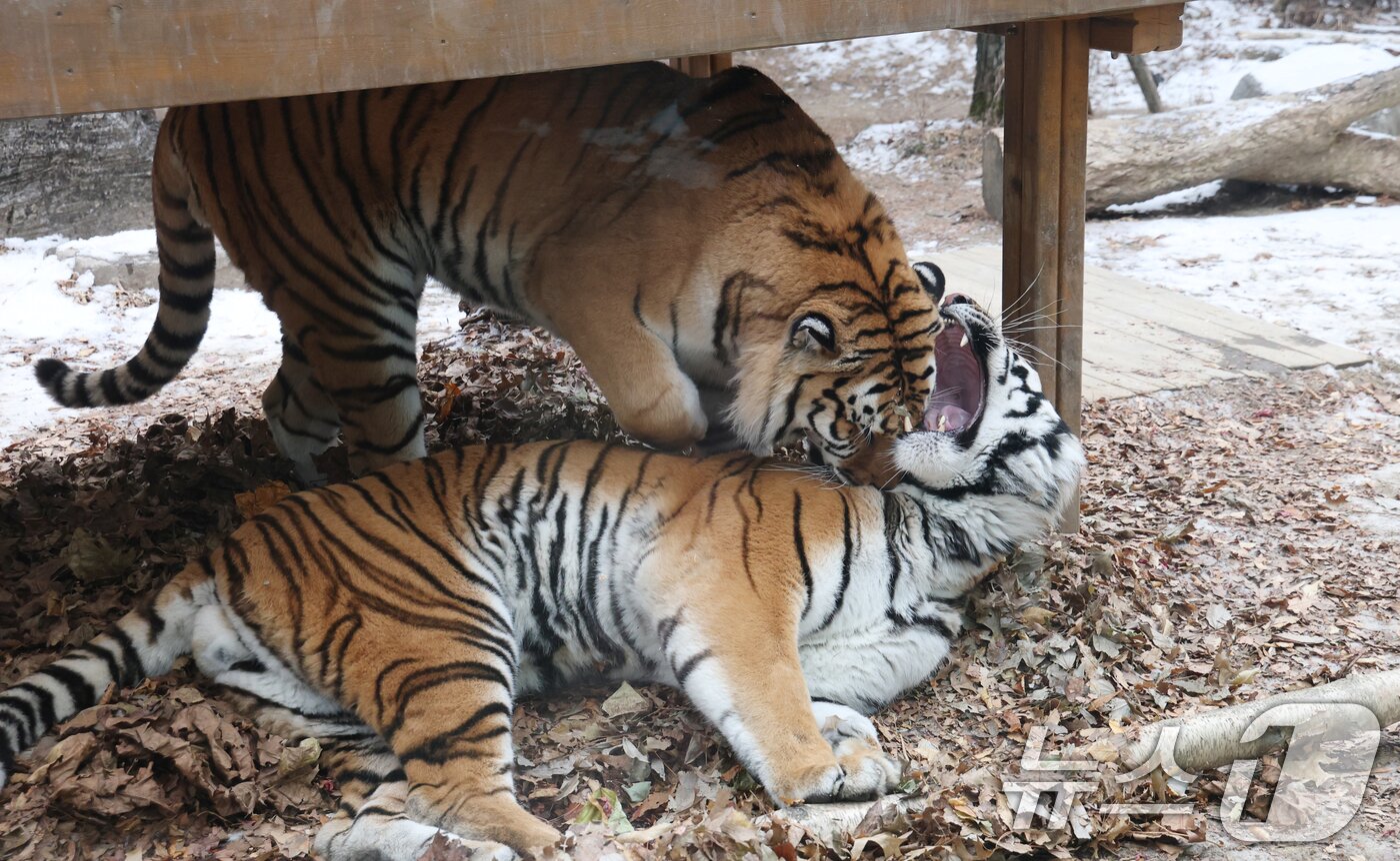본문 이미지 - 15일 경기 용인시 처인구 에버랜드 타이거 밸리에서 한국 호랑이 다운이와 나라가 낙엽 위에서 장난을 치고 있다. 2026.1.15/뉴스1 ⓒ News1 김영운 기자