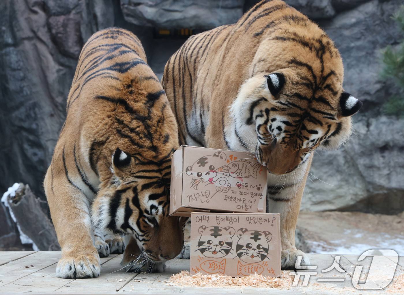 (용인=뉴스1) 김영운 기자 = 15일 경기 용인시 처인구 에버랜드 타이거 밸리에서 한국 호랑이 다운이와 나라가 인리치먼트(행동풍부화) 활동을 하고 있다. 2026.1.15/뉴스1 …