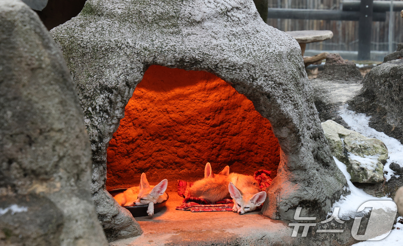 (용인=뉴스1) 김영운 기자 = 15일 경기 용인시 처인구 에버랜드에서 사막여우가 열등 아래서 따뜻하게 몸을 녹이고 있다. 2026.1.15/뉴스1