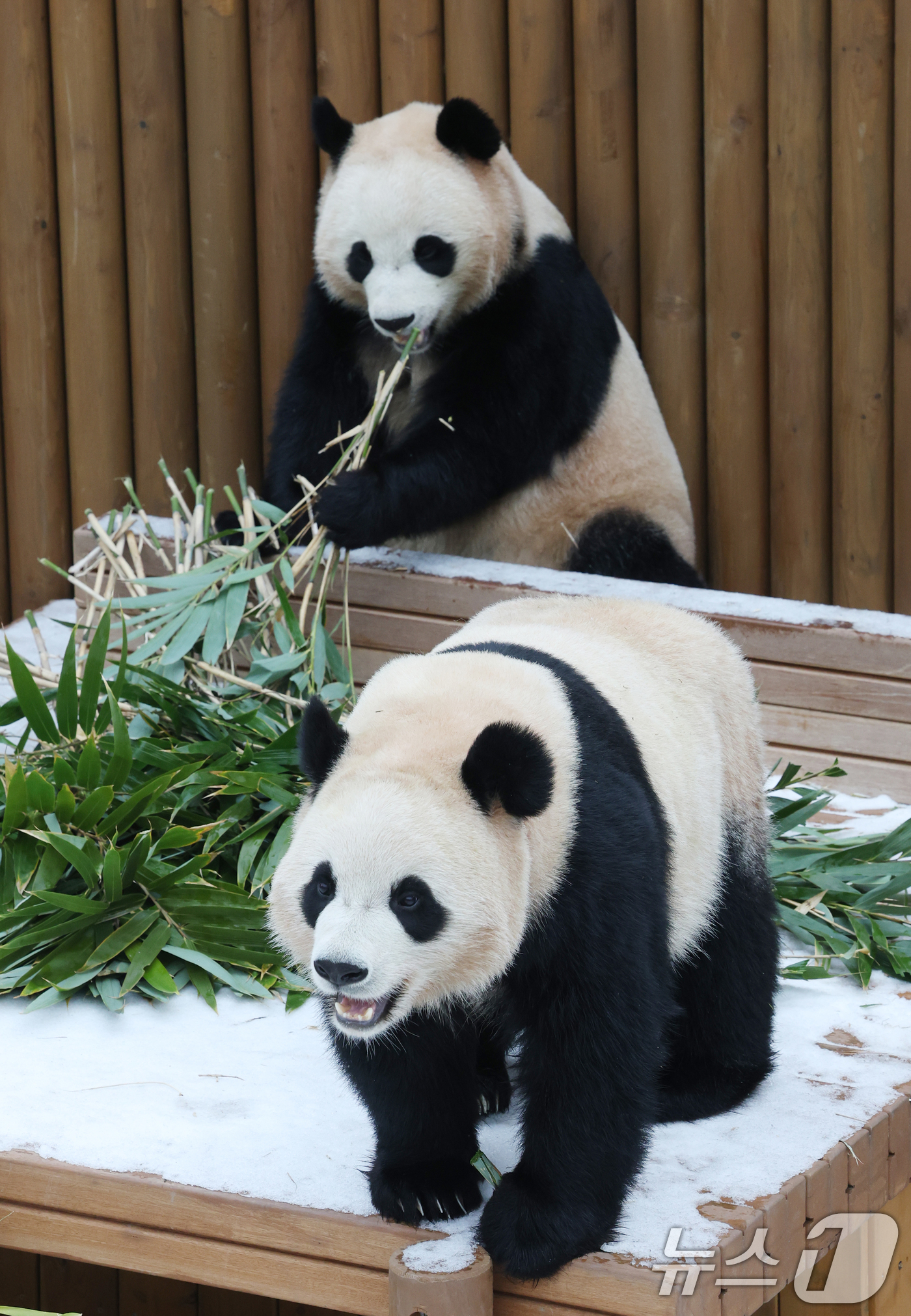 (용인=뉴스1) 김영운 기자 = 15일 경기 용인시 처인구 에버랜드 판다 세컨하우스에서 쌍둥이 판다가 하얗게 눈이 쌓인 야외 공간에서 먹이를 먹고 있다. 2026.1.15/뉴스1