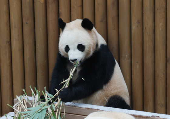 쌍둥이 판다의 겨울나기