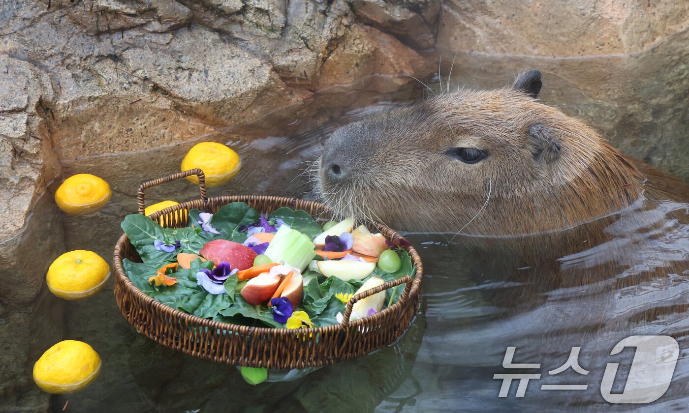 본문 이미지 - 15일 경기 용인시 처인구 에버랜드에서 카피바라들이 김이 모락모락 피어오르는 온천에 몸을 담근 채 따뜻하게 온천욕을 즐기며 겨울을 나고 있다. 2026.1.15/뉴스1 ⓒ News1 김영운 기자