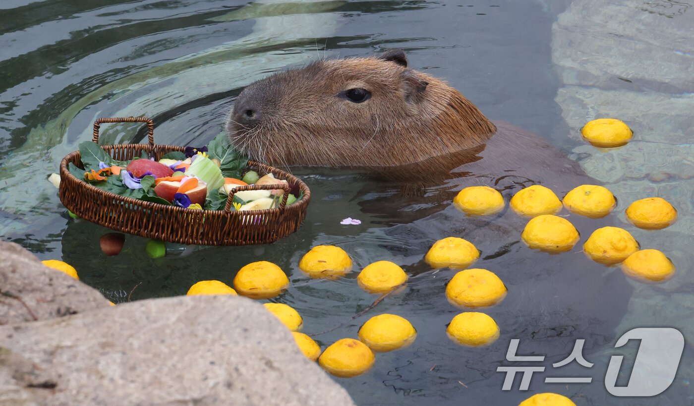 본문 이미지 - 15일 경기 용인시 처인구 에버랜드에서 카피바라들이 김이 모락모락 피어오르는 온천에 몸을 담근 채 따뜻하게 온천욕을 즐기며 겨울을 나고 있다. 2026.1.15/뉴스1 ⓒ News1 김영운 기자
