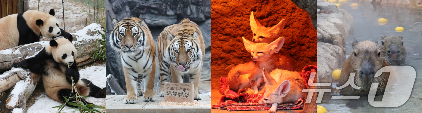 (용인=뉴스1) 김영운 기자 = 15일 경기 용인시 처인구 에버랜드에서 동물들이 각자의 방식으로 겨울을 보내고 있다. 왼쪽부터 쌍둥이 판다 루이바오와 후이바오, 한국 호랑이 다운이 …