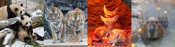 사우나도 하고 눈밭에 뒹굴고…각자 방식으로 겨울 나는 동물원 동물들