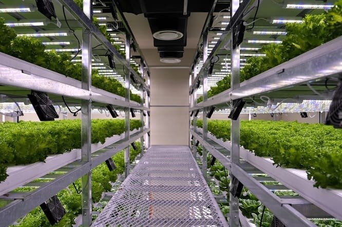 본문 이미지 - SB위드아그로의 실내 수직농장에서 엽채류가 재배되고 있는 모습. 작물 재배 조건에 맞춘 온·습도 관리 시스템이 적용돼 있다. 사진=SB성보 제공
