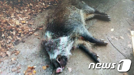 대전 도심서 멧돼지 출몰 소동…2마리 도주·1마리 포획